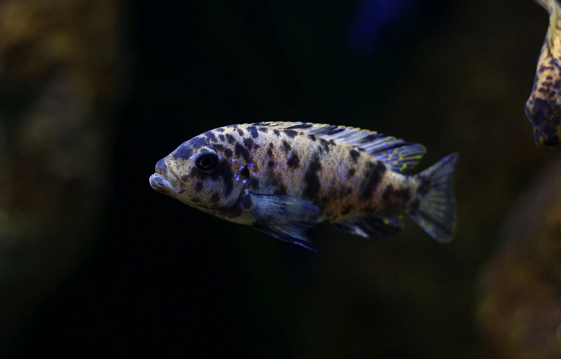 Maylandia fainzilberi 'Kirondo'